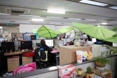 綠色大荷葉讓辦公室充滿了生氣